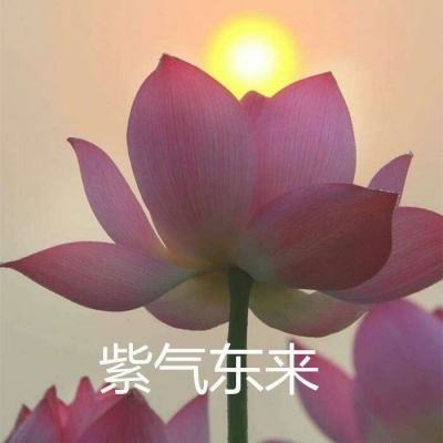 龙骑士学园手游下载